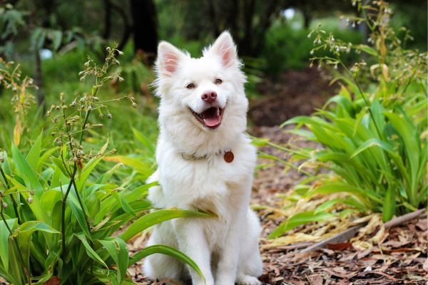 פנסיון לכלבים: 10 דברים שאסור לפספס